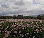 Poppy Nearing Maturity in Balkh but Authorities Silent